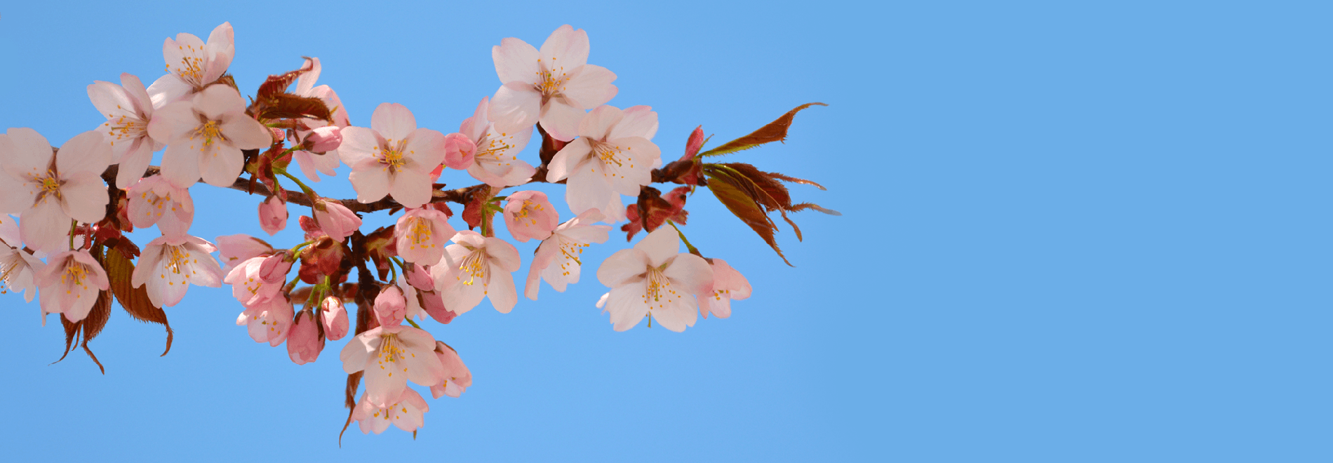Pink cherry blossoms against a blue sky